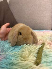 Holland lop rabbit