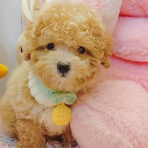 Poodle