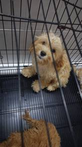 Shihpoo