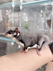Classic grey sugar glider Male 3months