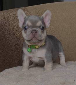 FRENCH BULLDOG PUPPIES🌻VIP10 Lilac Tan ~ Boy