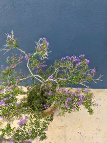 Pokok Bluebell
