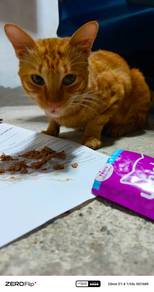 Orange Tabby Bobtail Cat for Adoption