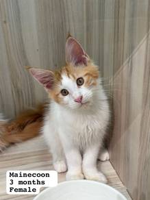 Mainecoon Untuk Dijual !!