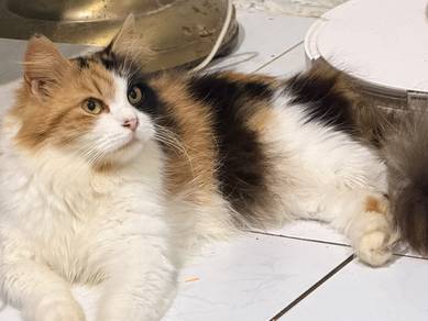 kitten comel gebu