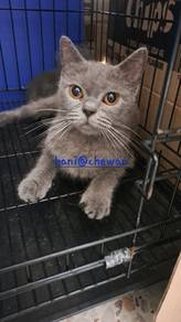 female. ibu kucing