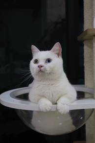 Munchkin White with Odd Eyes Male