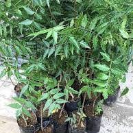 Bibit Neem/Semambu-Neem seedlings