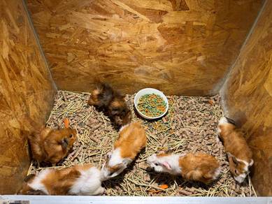 Abyssinian Guinea Pig