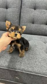 约克夏男
Yorkie
Male
