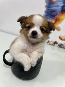 chihuahua.