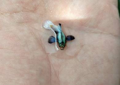 ikan guppy dumbo white short body 