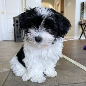 Mesmerizing Shihpoo Round Eyes Puppy Baby Puppy