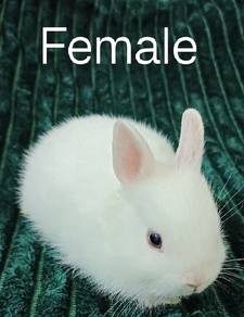 Netherland Dwarf Rabbit Babies (Home Breeder)