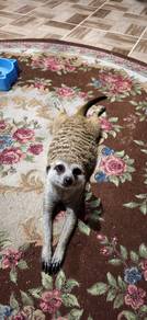 seekor meerkat jantan 