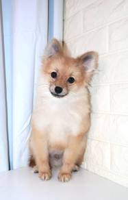 J0611 Pomeranian Cute Round Head Tiny Puppy