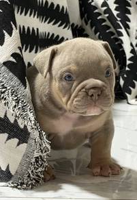 AMERICAN BULLY PUPPIES D44 🐻 Exotic Male Female