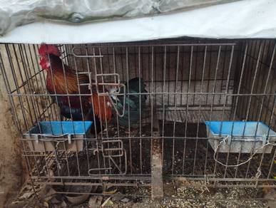 ayam hutan pikat 