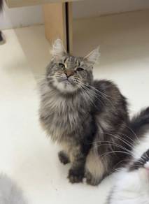 Maincoon famale