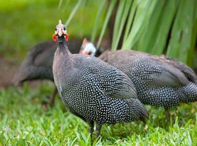 Ayam Mutiara