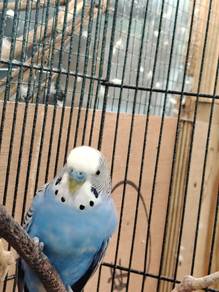 burung budgies 