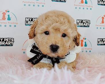 Maltipoo