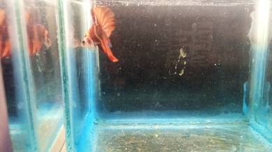 ikan laga halfmoon dan halfmoon plakat dan crownta