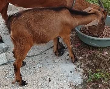 Anak kambing jate comel