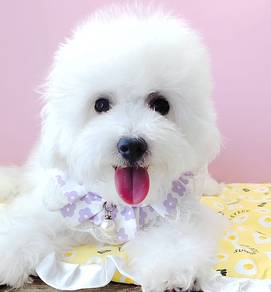 Bichon Frise