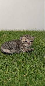 Bsh Golden Tabby