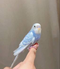 budgie baji jinak
