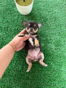 Chihuahua short coat