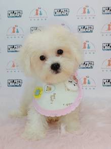 Bichon Frise
