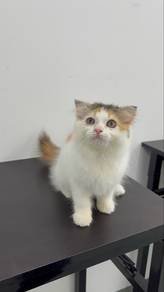 Calico Scottish Fold Longhair