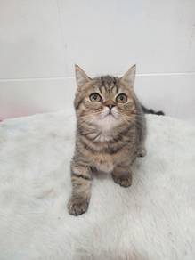 Munchkin Cat Male Kitten Short Hair 