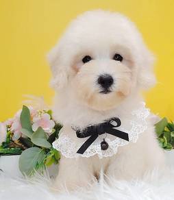 Poodle