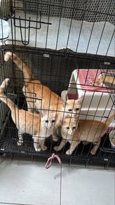 Pets for adoption free