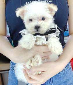 Maltipoo