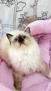 Seal Point Ragdoll