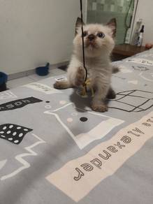 Ragdoll mix munchkin supershort