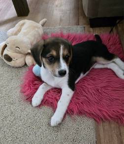 G2117 Plush Beagle cute playful and friendly famil