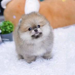 HHH_P3005 MKA Super LOVELY Tiny Pomeranian brown