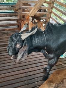 Kambing