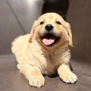 Golden Retriever h