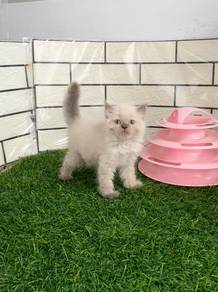 Blue eye BLH kitten