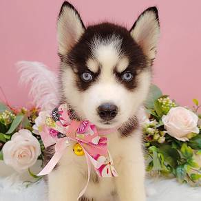 Husky