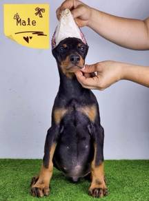 DOBERMAN PUPPIES 🐻 H162 Available CERT + Male