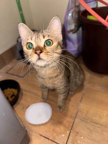bsh mix cat
