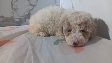 Toy Poodle Puppy