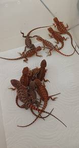 Bearded Dragon 